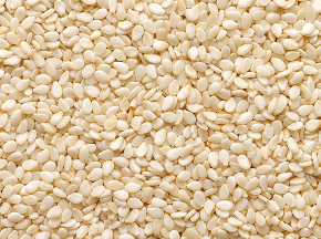 Sweet Corn